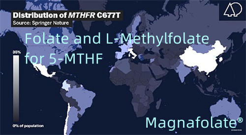 5-MTHFக்கான ஃபோலேட் மற்றும் எல்-மெத்தில்ஃபோலேட்