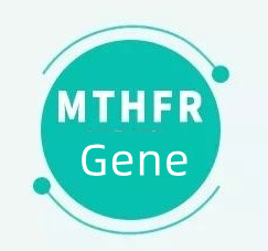 உங்களிடம் MTHFR மரபணு இருந்தால் என்ன அர்த்தம்?