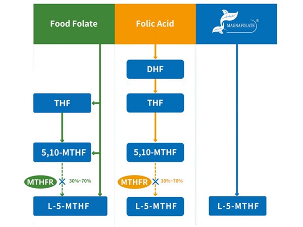 L-5-Methyltetrahydrofolate கால்சியம் கருத்து மற்றும் L-5-Methyltetrahydrofolate கால்சியம் உற்பத்தி சப்ளையர்