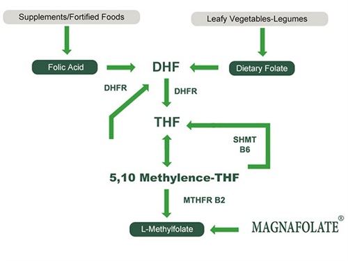 L-5-Methyltetrahydrofolate கால்சியத்தின் பயன்பாடு